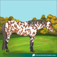 Horse Color:Bay Appaloosa