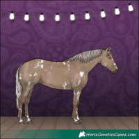 Horse Color:White Spotted Silver Grullo Rabicano 