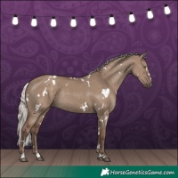 Horse Color:White Spotted Silver Grullo Rabicano 