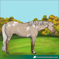 Horse Color:White Spotted Silver Grullo Rabicano 