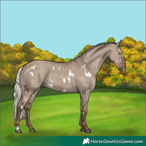 Horse Color:White Spotted Silver Grullo Rabicano 