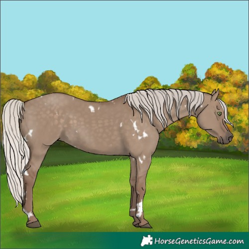 Horse Color:White Spotted Silver Grullo Rabicano 