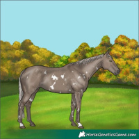 Horse Color:White Spotted Silver Grullo Rabicano