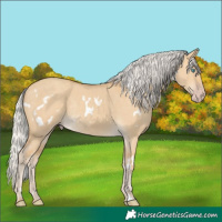 Horse Color:White Spotted Silver Classic Cream Champagne Dun Rabicano 