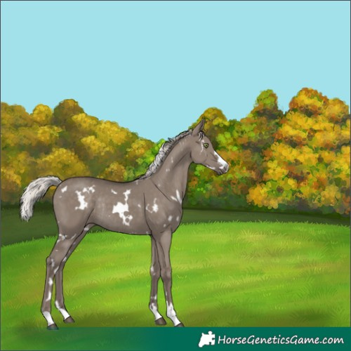 Horse Color:White Spotted Silver Grullo Rabicano