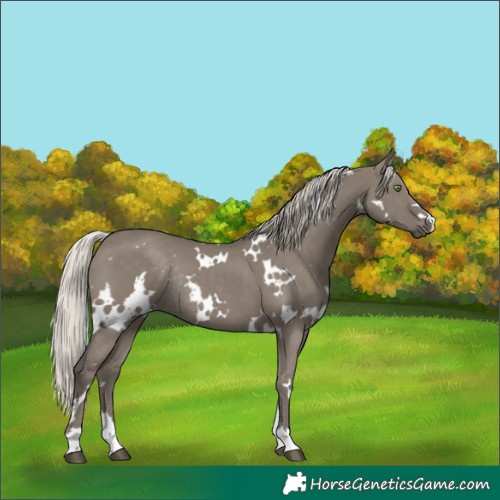 Horse Color:White Spotted Silver Grullo Rabicano 