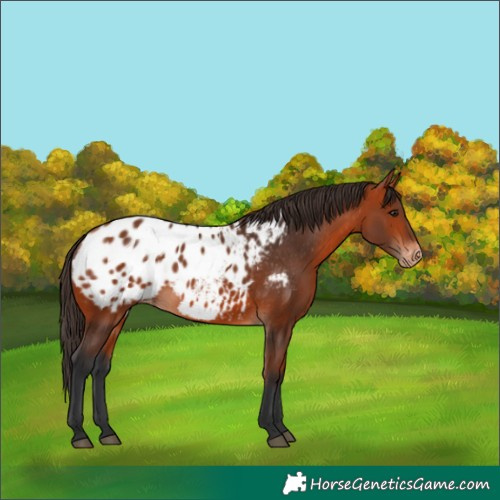 Horse Color:Bay Appaloosa 