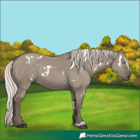Horse Color:White Spotted Silver Grullo Rabicano