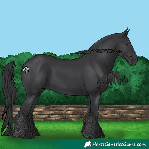 Horse Color:Black 
