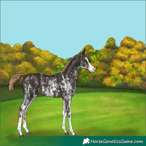 Horse Color:Liver Chestnut Sabino Splash Varnish and Liver Chestnut Sabino Splash Varnish