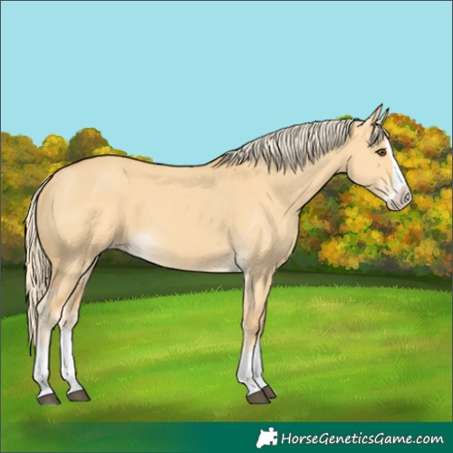 Horse Color:Palomino Dun Splash 