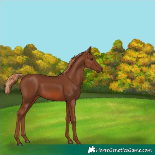 Horse Color:Chestnut 