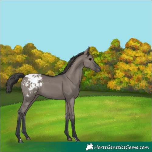 Horse Color:Grullo Appaloosa 