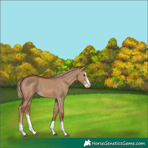 Horse Color:Red Dun Splash 