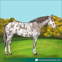 Horse Color:Liver Red Dun Sabino Splash Blanket  and Liver Red Dun Sabino Splash Blanket 