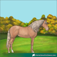 Horse Color:Gold Champagne 