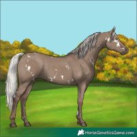 Horse Color:White Spotted Silver Grullo Rabicano