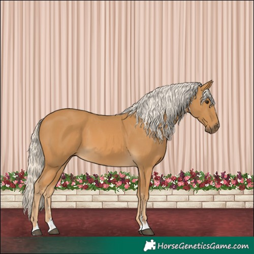 Horse Color:Palomino 