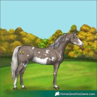 Horse Color:White Spotted Silver Grullo Sabino Frame Rabicano 