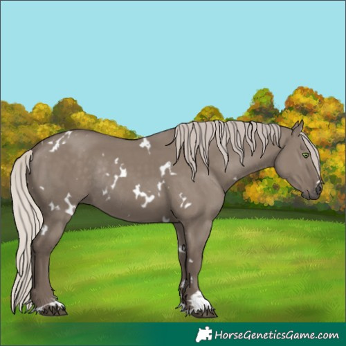 Horse Color:White Spotted Silver Grullo Rabicano 