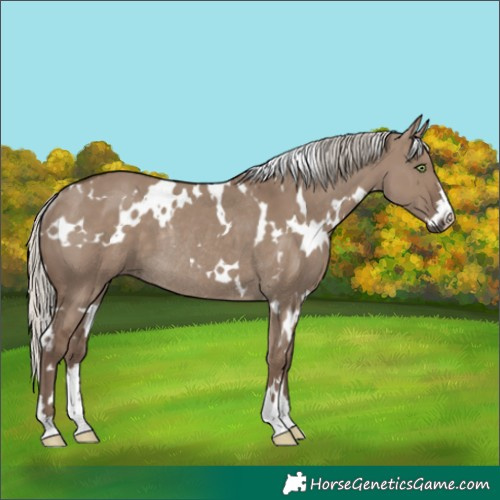Horse Color:White Spotted Silver Grullo Rabicano 