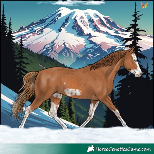 Horse Color:Chestnut Splash Frame  and Chestnut Splash Frame 