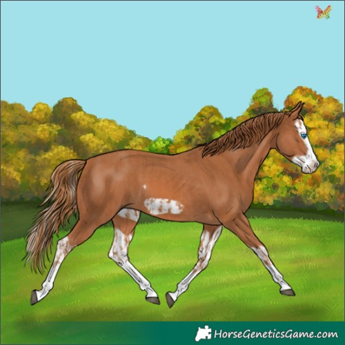 Horse Color:Chestnut Splash Frame  and Chestnut Splash Frame 