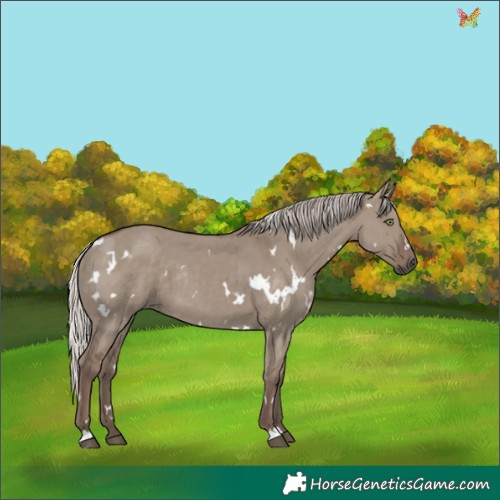 Horse Color:White Spotted Silver Grullo Rabicano 