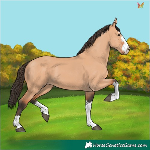Horse Color:Bay Dun 