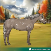 Horse Color:White Spotted Silver Grullo Rabicano 