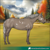 Horse Color:White Spotted Silver Grullo Rabicano 