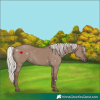Horse Color:White Spotted Silver Grullo Rabicano