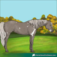 Horse Color:White Spotted Silver Grullo Rabicano 