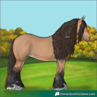 Horse Color:Bay Dun