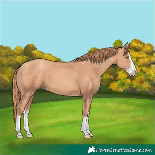 Horse Color:Gold Champagne Splash 