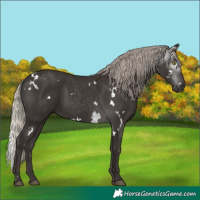 Horse Color:Gray White Spotted Silver Black Rabicano 