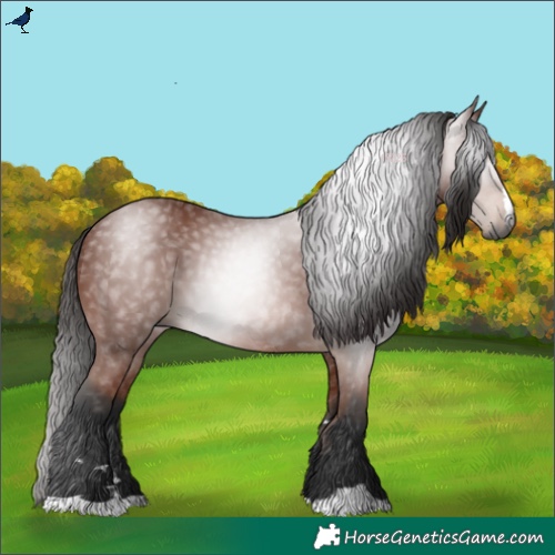 Horse Color:Gray Bay 