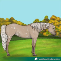 Horse Color:White Spotted Silver Grullo Rabicano