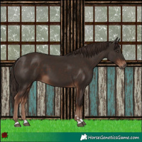 Horse Color:Liver Chestnut 