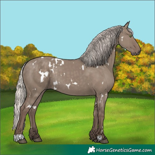 Horse Color:White Spotted Silver Grullo Rabicano