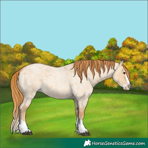 Horse Color:Red Dun Roan Splash 