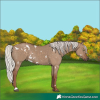 Horse Color:White Spotted Silver Grullo Rabicano