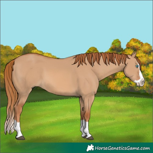 Horse Color:Red Dun Splash 