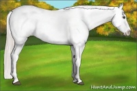 Horse Color:Silver Bay Dun Appaloosa Rabicano 