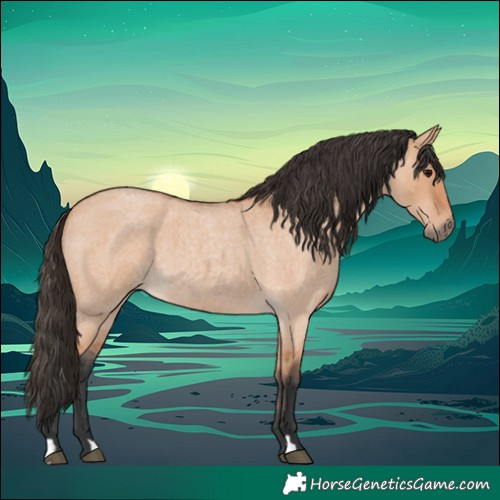 Horse Color:Bay Roan Dun 