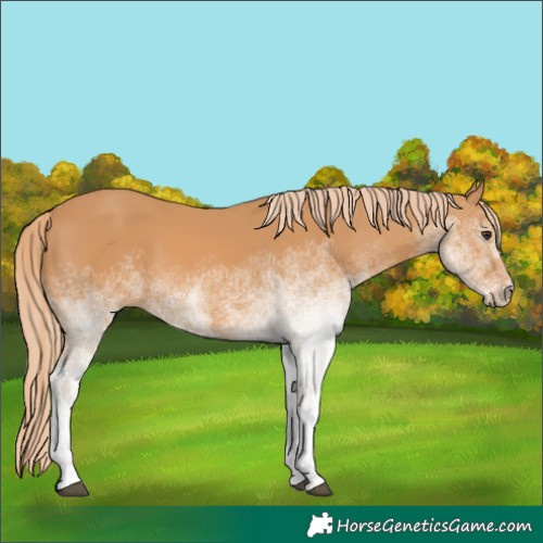 Horse Color:White Spotted Chestnut 
