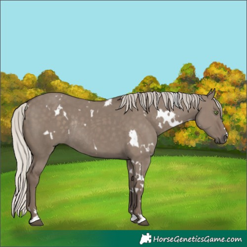 Horse Color:White Spotted Silver Grullo Rabicano 