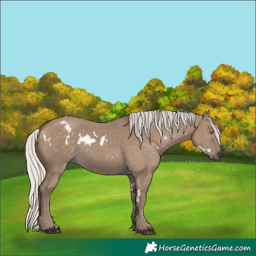 Horse Color:White Spotted Silver Grullo Rabicano 