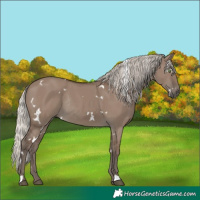 Horse Color:White Spotted Silver Grullo Rabicano 