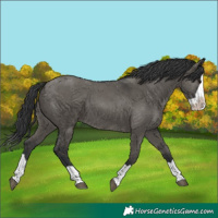 Horse Color:Grullo Splash 